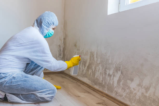 Best Basement Mold Removal  in Mercer, PA